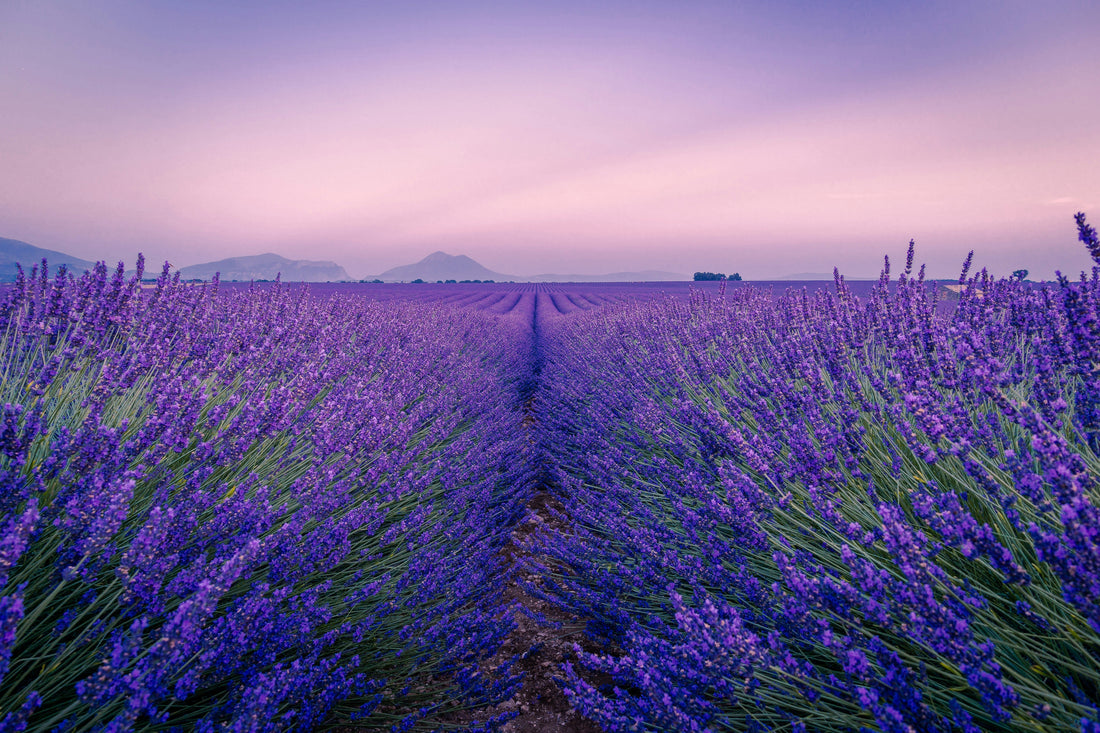How to Care for Lavender Indoors: Ultimate Growing Guide, Safety & Botanical Recipe