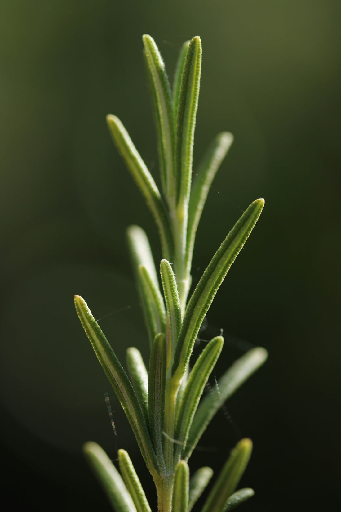 How to Care for Rosemary Indoors: The Ultimate Beginner’s Guide
